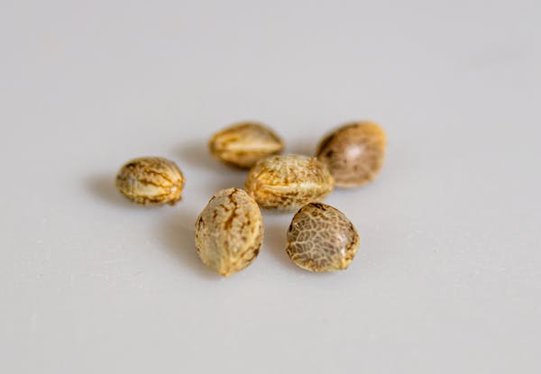 What does marijuana seed do
